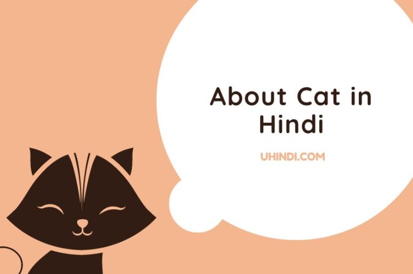 Information About Cat in Hindi | बिल्ली के बारे में जानकारी